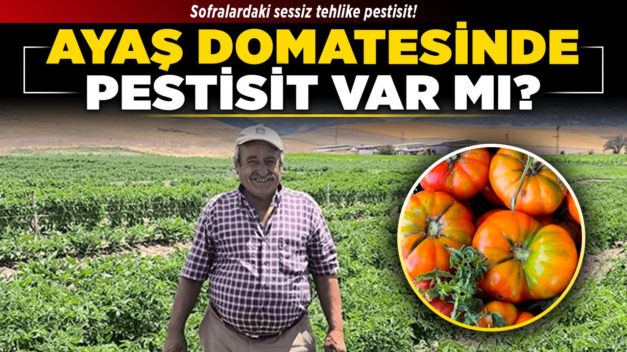 Sofralardaki sessiz tehlike pestisit! Ayaş domatesinde pestisit var mı?