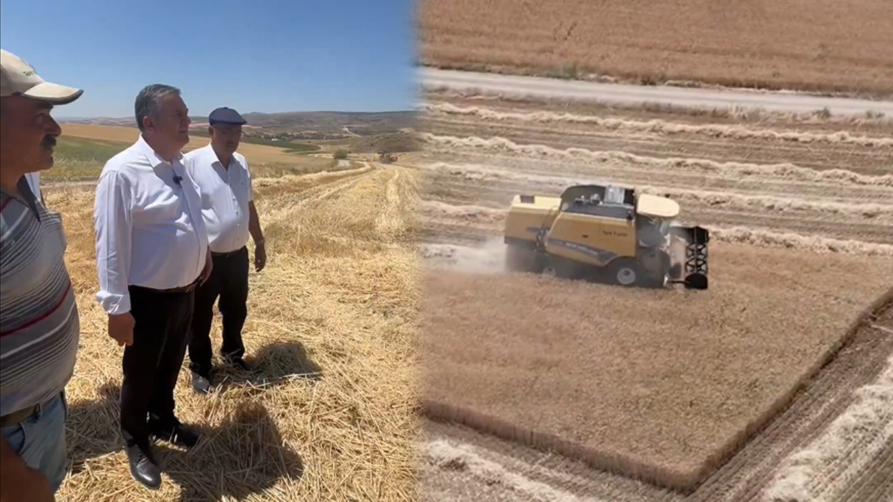 Çubuk Ovası’nda ilk buğday hasadı başladı!