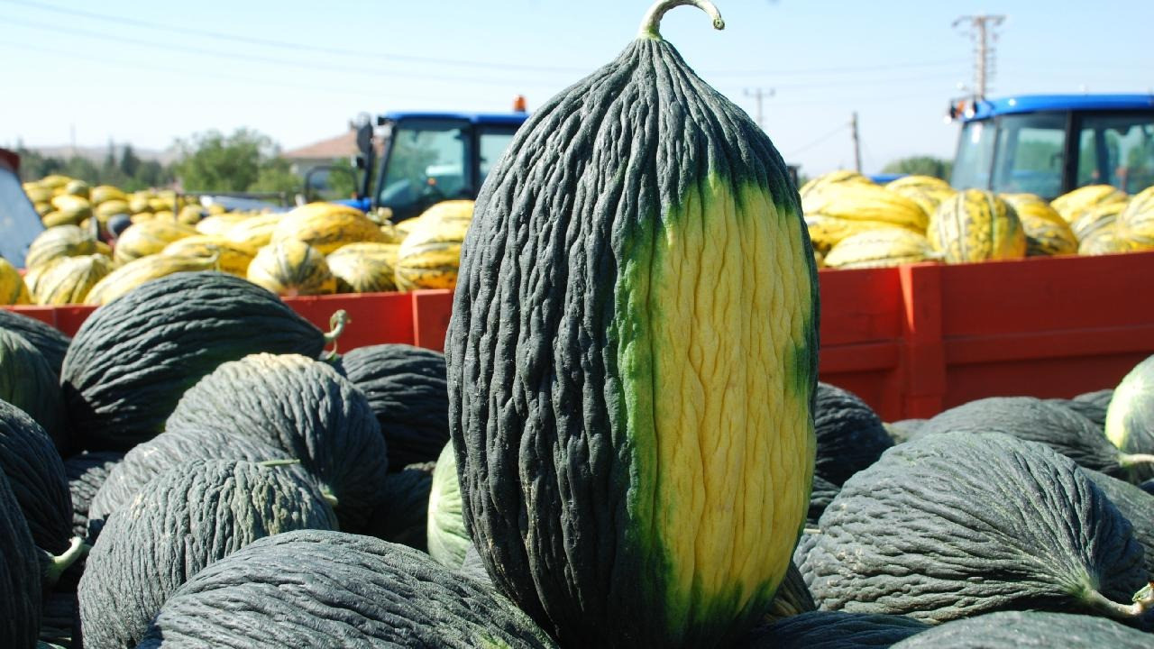 ATA tohumu toprakla buluştu, Kazan kavunu yeniden hayat buluyor