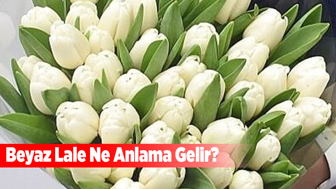 Beyaz lale ne anlama gelir?