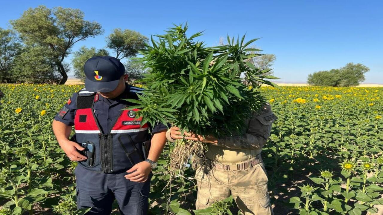Kırşehir’deki ayçiçeği tarlasında düzenlenen kenevir operasyonunda 2 gözaltı