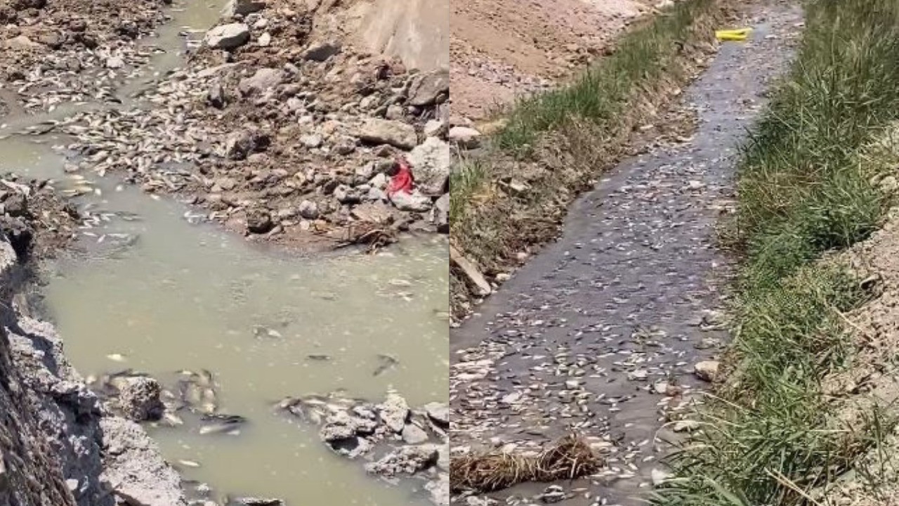 Pursaklar’da acı görüntü: Balık ölümleri endişe yarattı