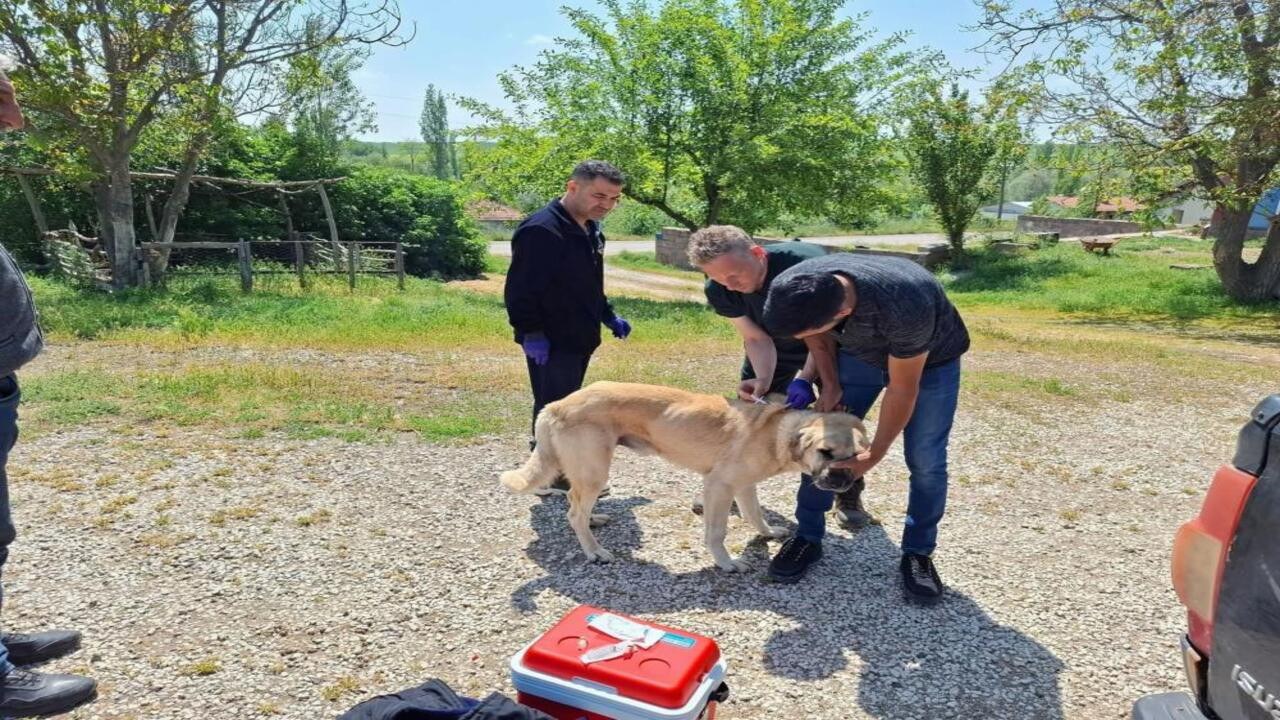 Yozgat’taki patili dostların aşı mesaisi sürüyor