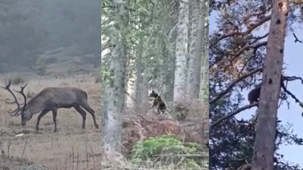Beypazarı yaylalarında yavru ayı ve geyik sürprizi
