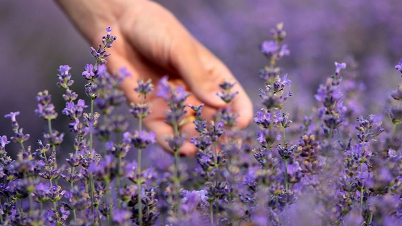 Akyurt Lavanta Bahçesi ziyarete açılıyor!