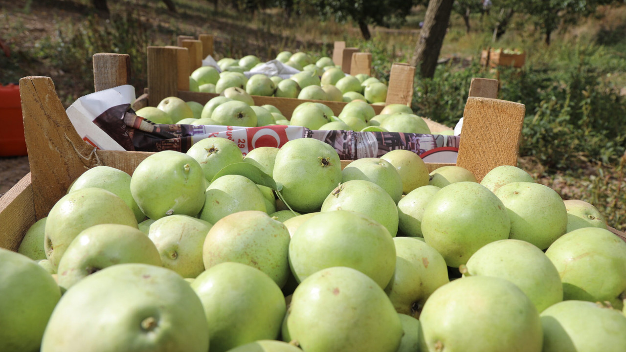 Ankara Armudu: Başkentin verimli topraklarından sofralara uzanan lezzet