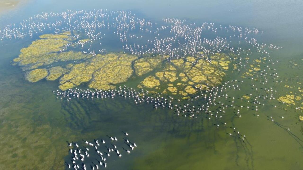 Yozgat’taki Gelingüllü Barajı, göçmen kuşların cazibe merkezi oldu