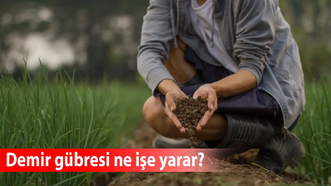 Demir gübresi ne işe yarar?