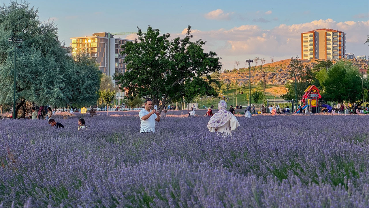 Sosyal medyanın yeni gözdesi: Keçiören Lavanta Bahçesi