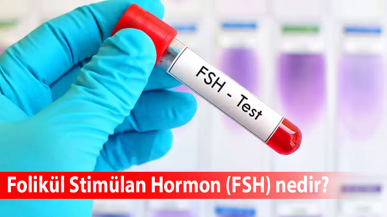 FSH hormonu nedir? Değeri kaç olmalı? FSH kaç olursa menopoz anlamına gelir? İşte merak edilen tüm detaylar