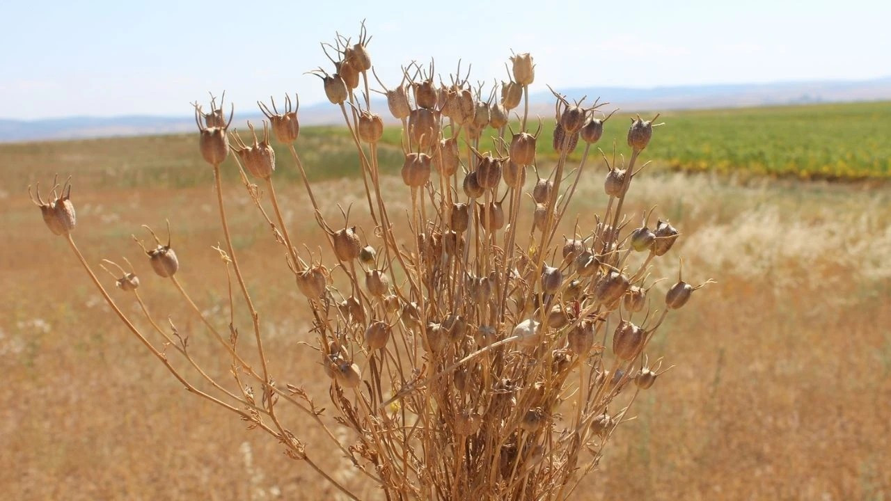 Beypazarı’nda ilk kez yetiştirilen çörek otu, ürün kalitesiyle memnun etti