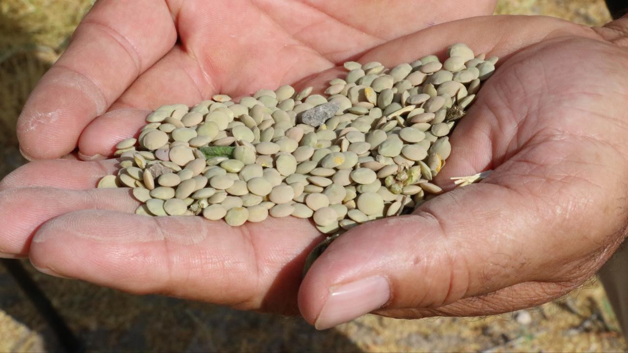 Yozgat, o baklagil üretiminde zirveden inmiyor