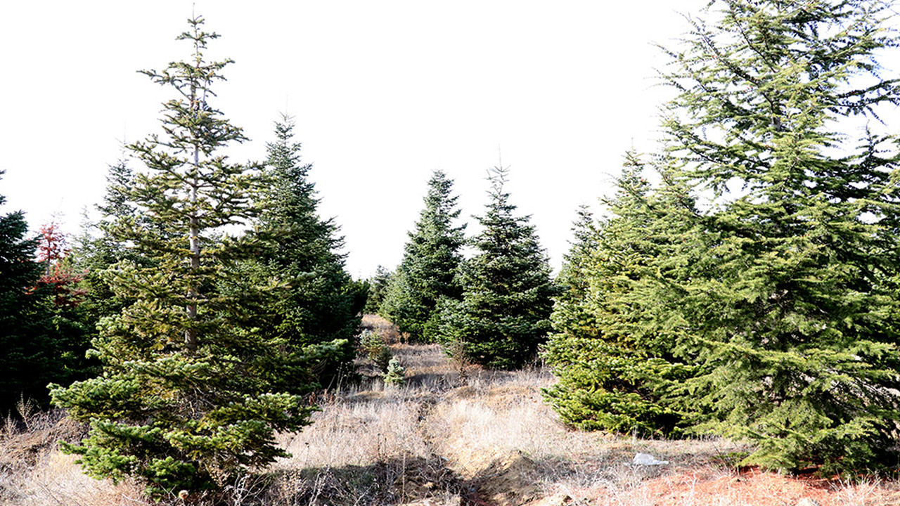 Yozgat’ta ormanlara giriş yasaklandı!