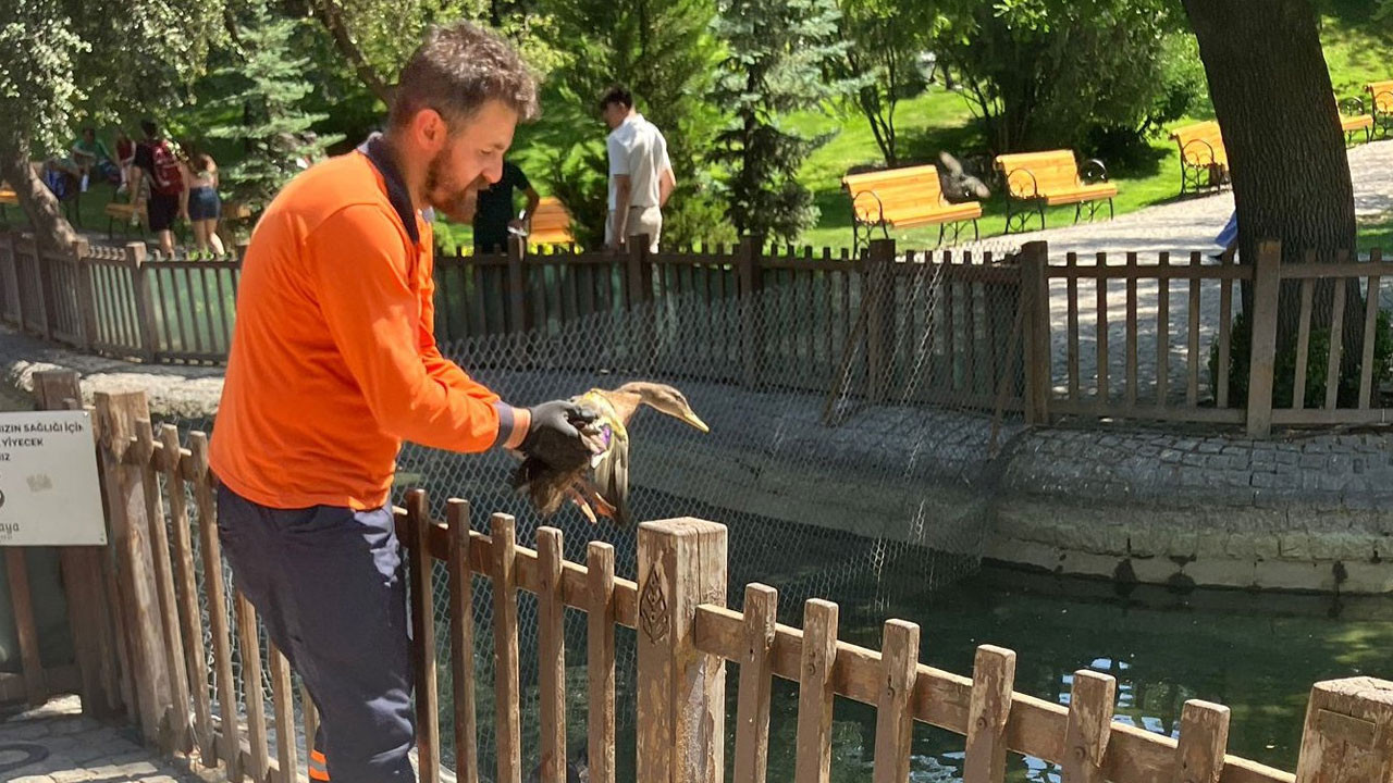Yaralı bulunan ördek yavrusu tedavi edilerek Kuğulu Park’a yerleştirildi
