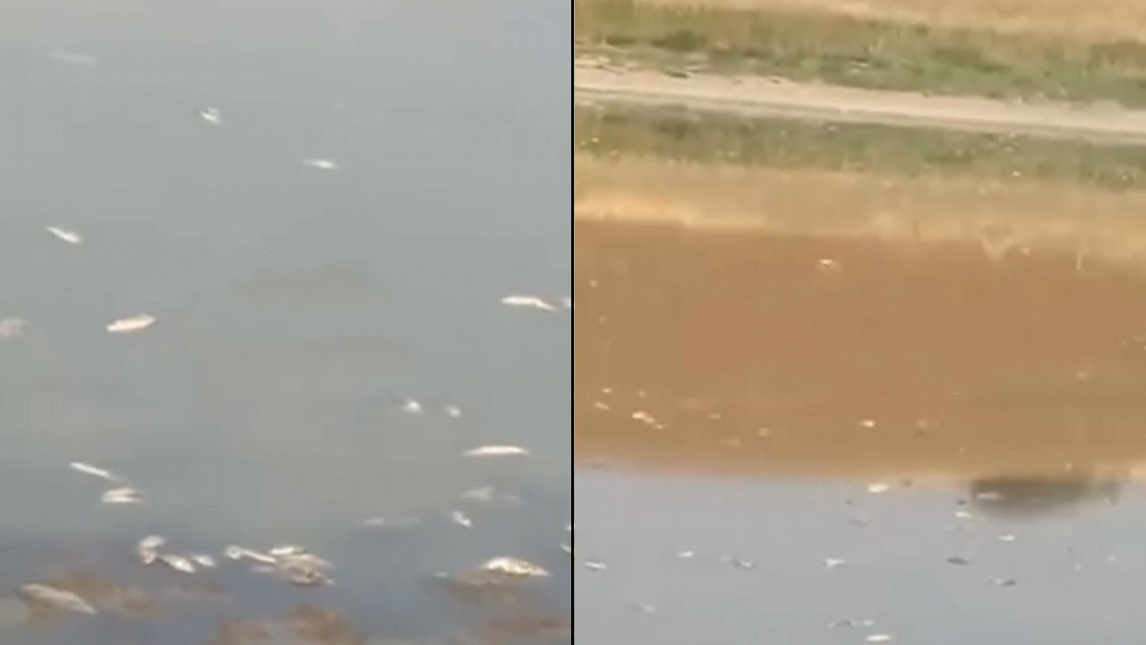 Çubuk’taki balık ölümleri halkı tedirgin etti