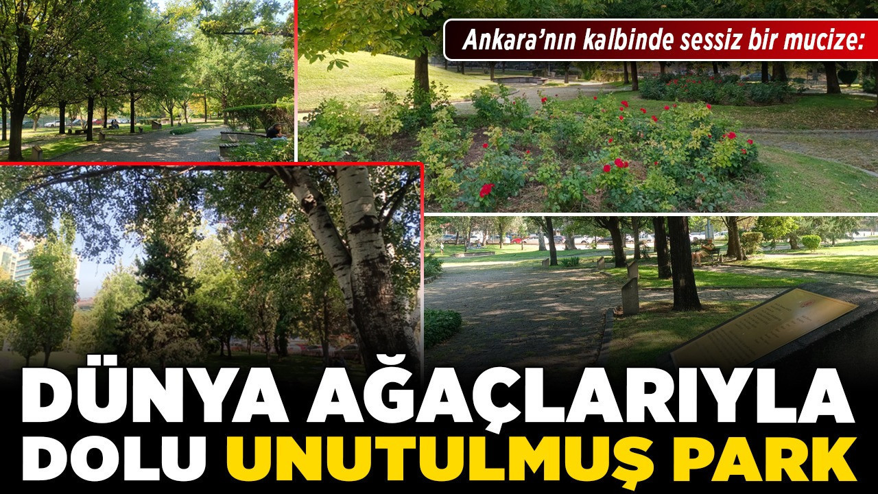 Ankara’nın kalbinde sessiz bir mucize: Dünya ağaçlarıyla dolu unutulmuş park