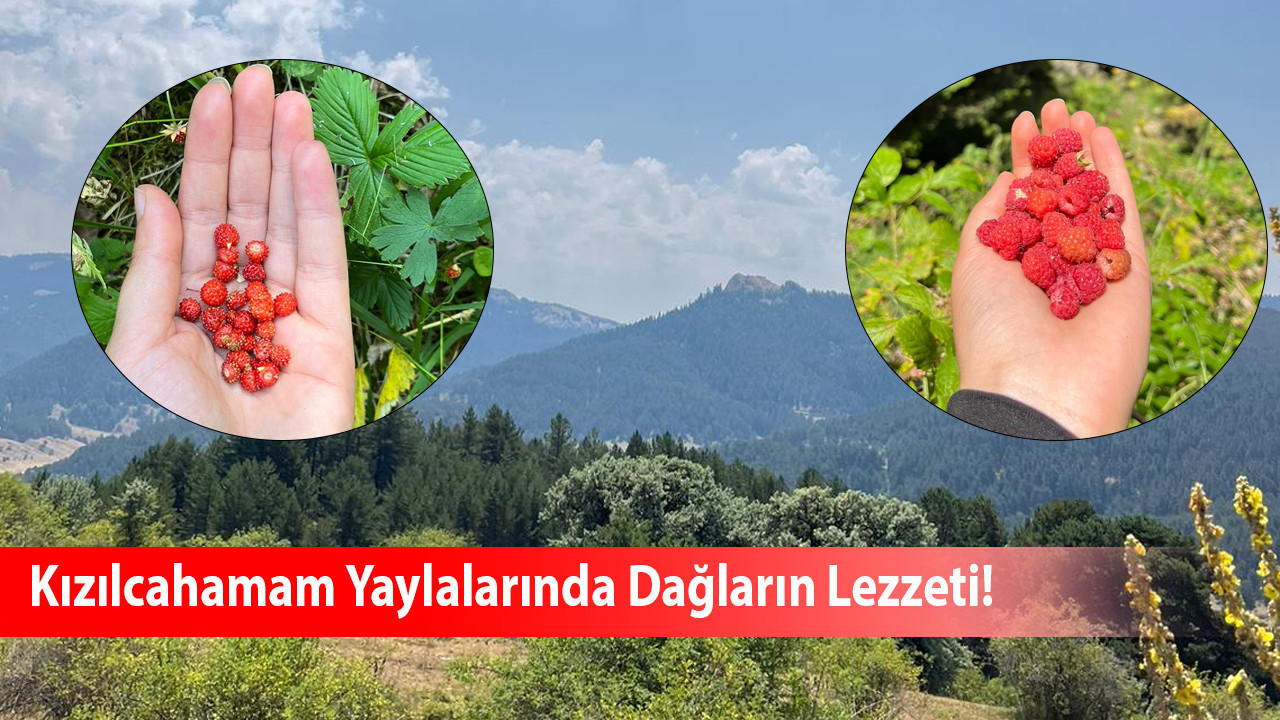 Kızılcahamam yaylalarında dağların lezzeti: Kırmızı Böğürtlen ve Dağ Çileği