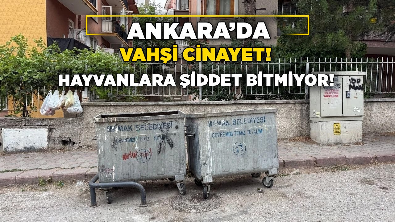 Ankara’da vahşi cinayet! Hayvanlara şiddet bitmiyor!