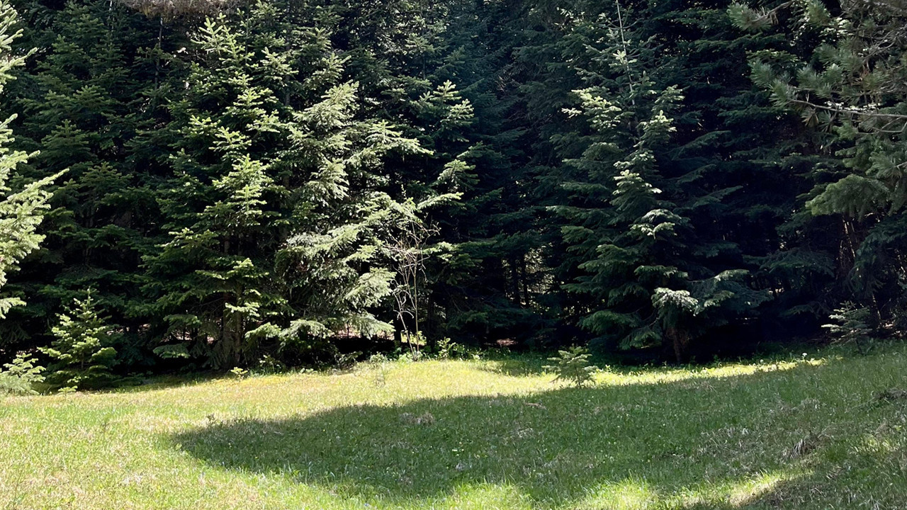 Kızılcahamam'da 680 ağacın kesilmesi önlendi!