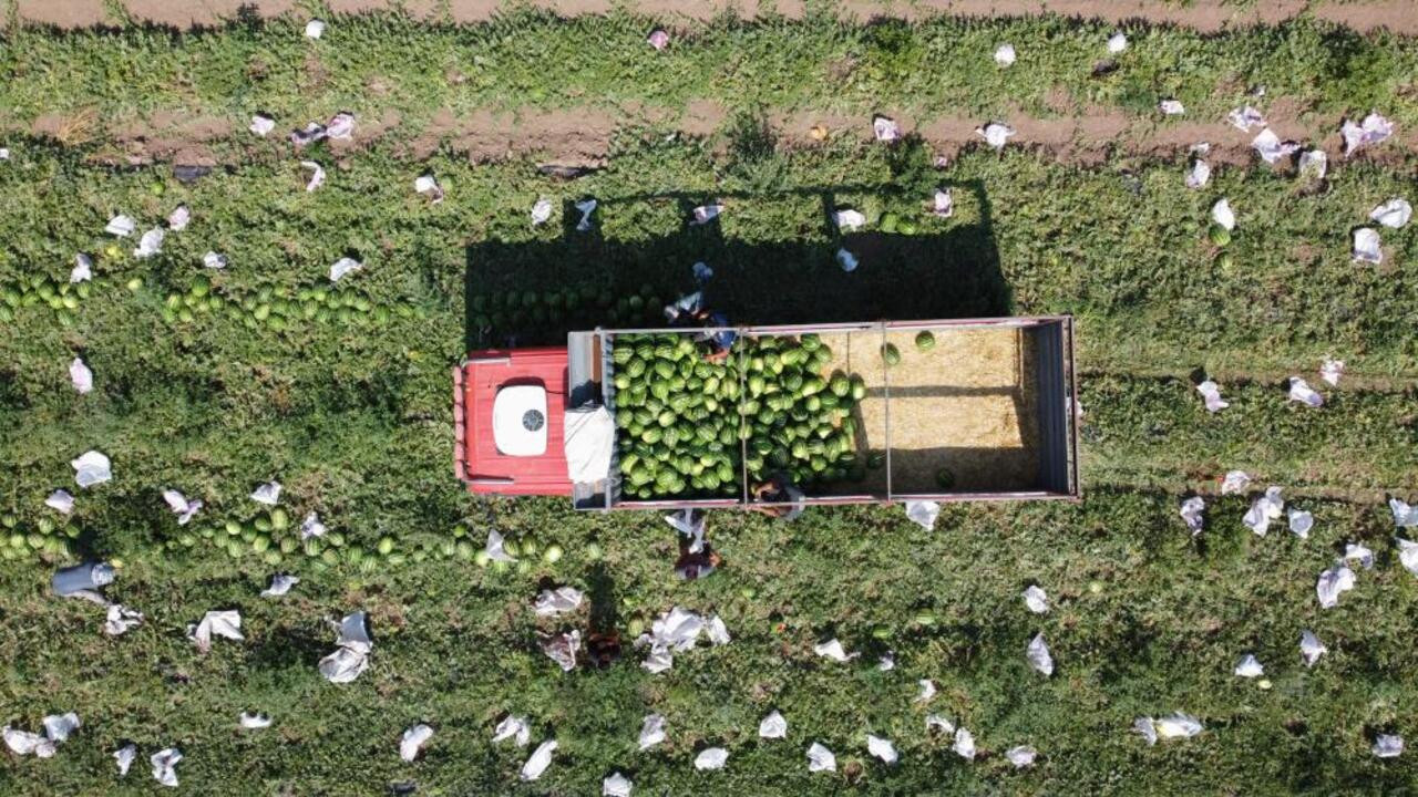 Yerköy’de kavurucu sıcaklarda yapılan karpuz hasadı, tarım işçilerini zorluyor