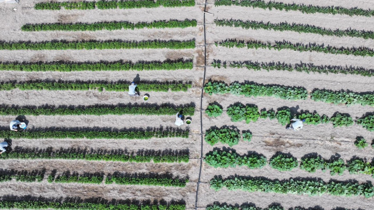 Sincan Belediyesinin Eko-Çiftliği’nde yaz hasadı başladı