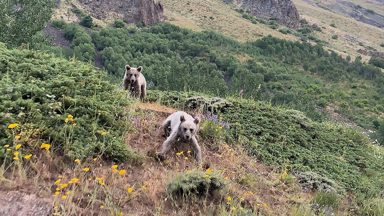 Kızılcahamam'da aç kalan ayı restorana indi