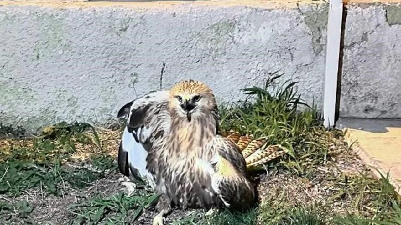 Kırşehir’de yaralı bulunan kızıl şahin, yetkililerin koruyucu kanatları altında