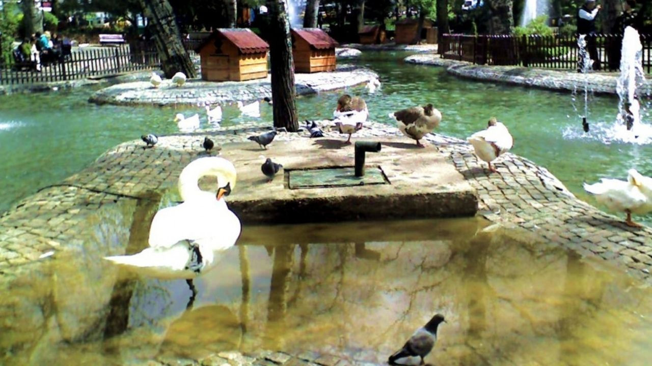 Başkent'te yaz sezonuyla Kuğulu Park'a yoğun ilgi