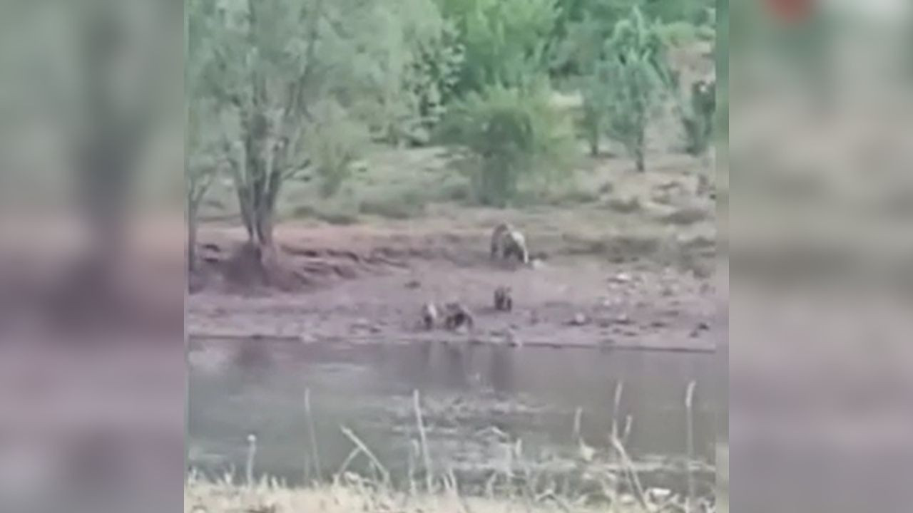 Kızılcahamam’da anne ayı ve yavrularının gölet keyfi kamerada