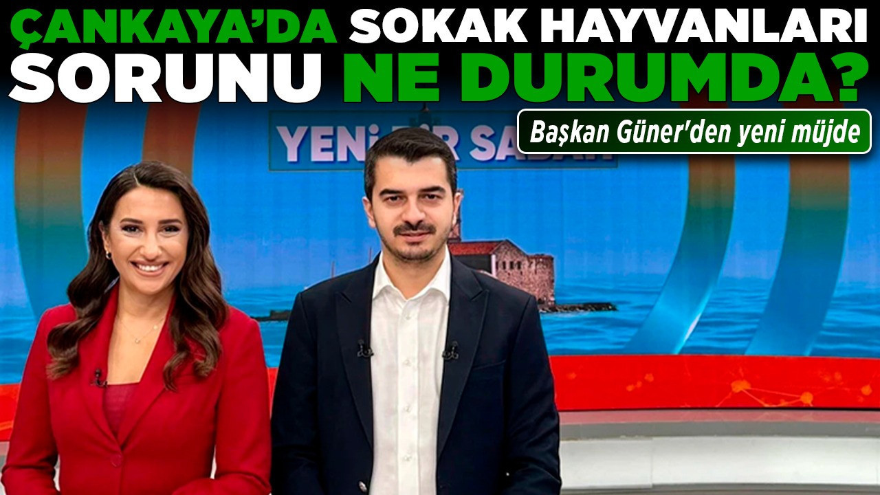 Çankaya'da sokak hayvanları sorunu ne durumda? Başkan Güner'den yeni müjde