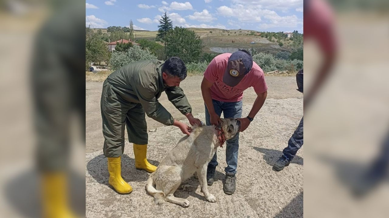 Süreniz daralıyor! Evcil hayvanlar için son tarih 31 Aralık!