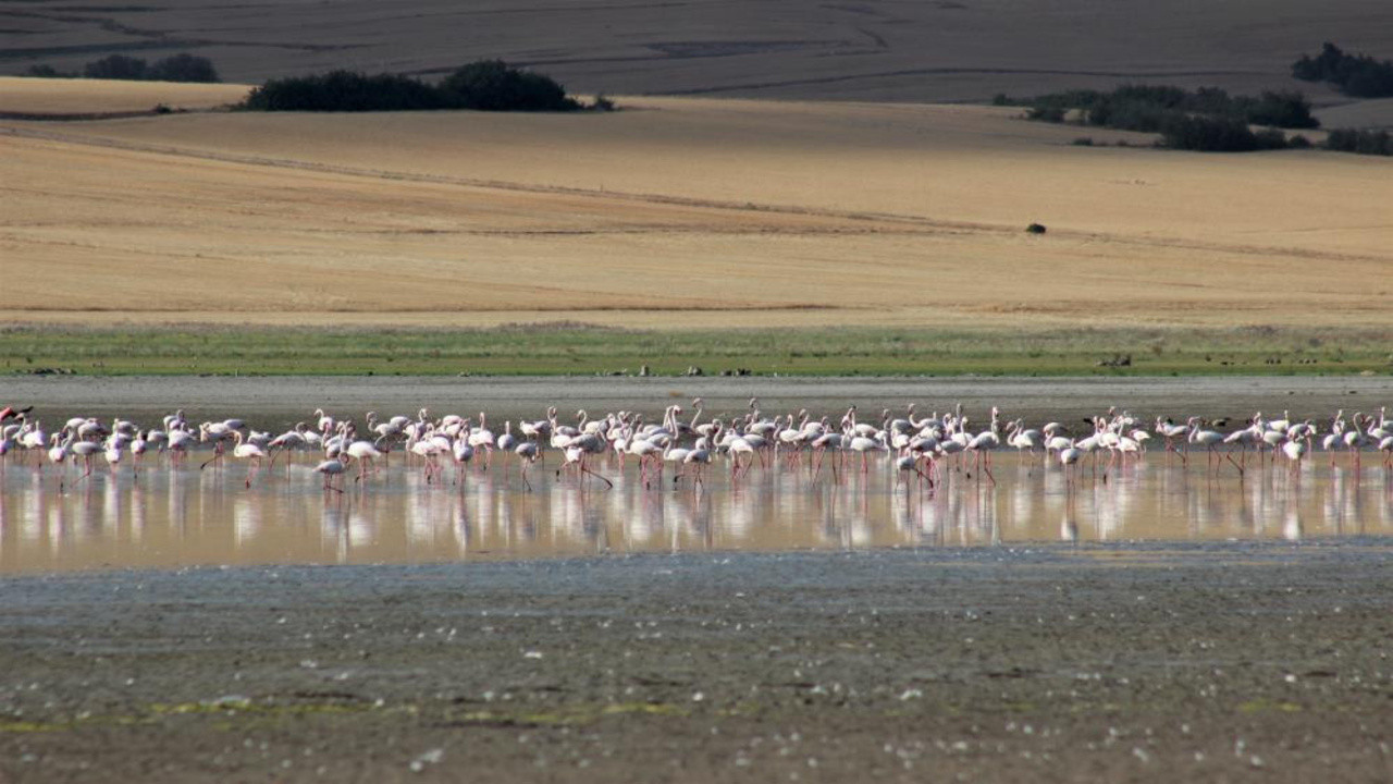 Yozgat’ın kuş cennetinde Flamingo bereketi