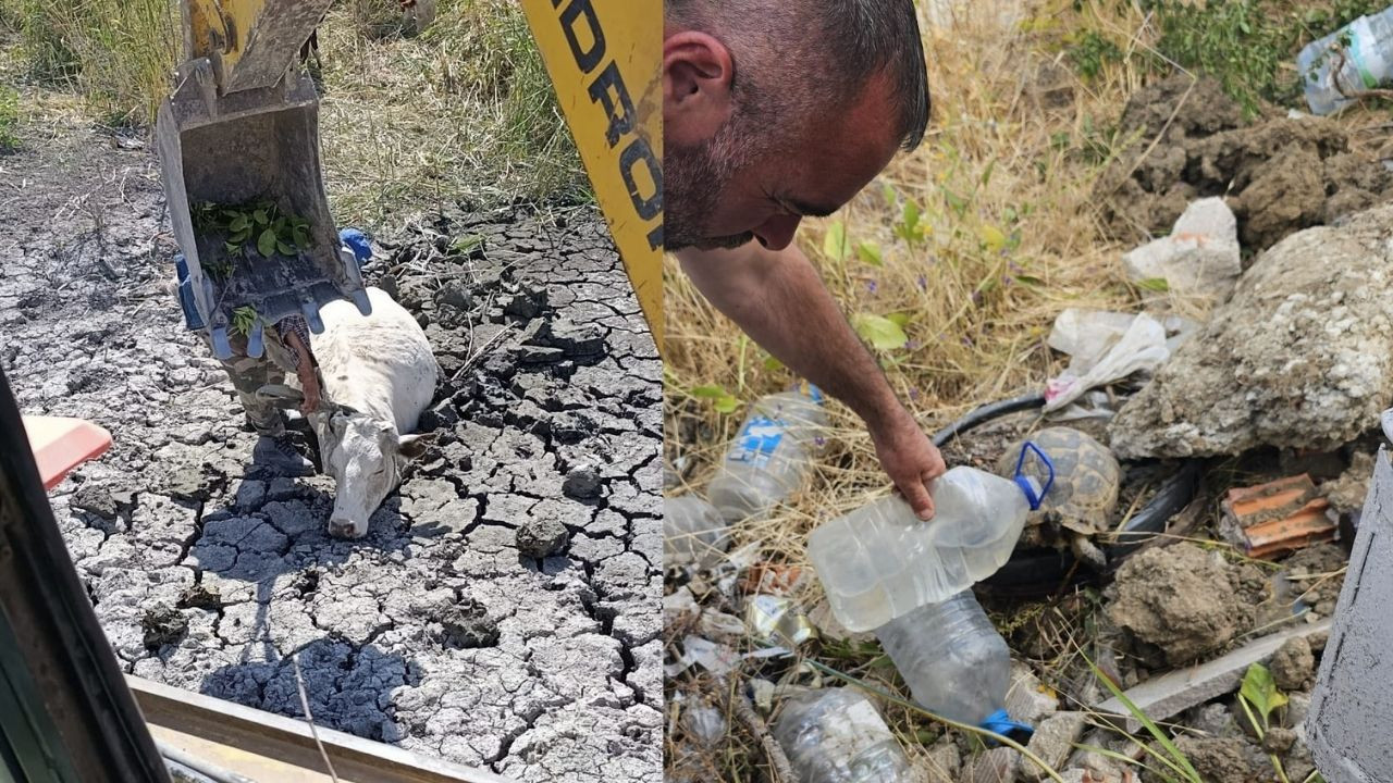 Çamura saplanan inek ve susuz kaplumbağa o belediye ekiplerinin dikkatiyle kurtarıldı
