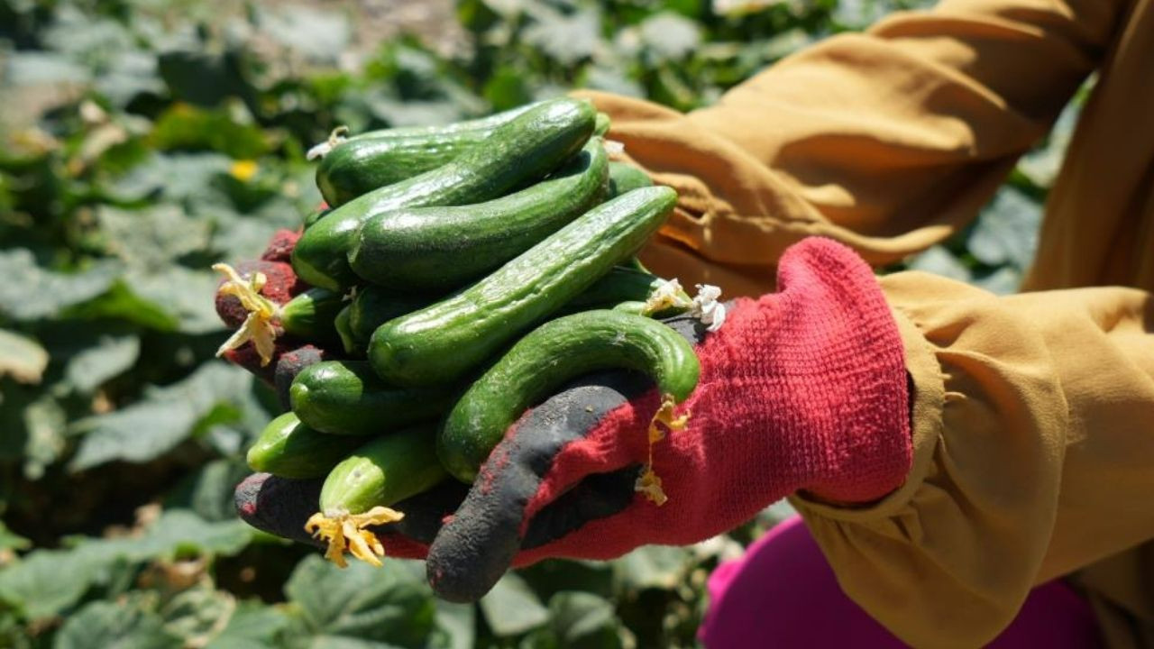Çubuk Turşusu hasadı sıcaklara rağmen sürüyor: Üreticiler kooperatif ve fiyat dengesini talep ediyor