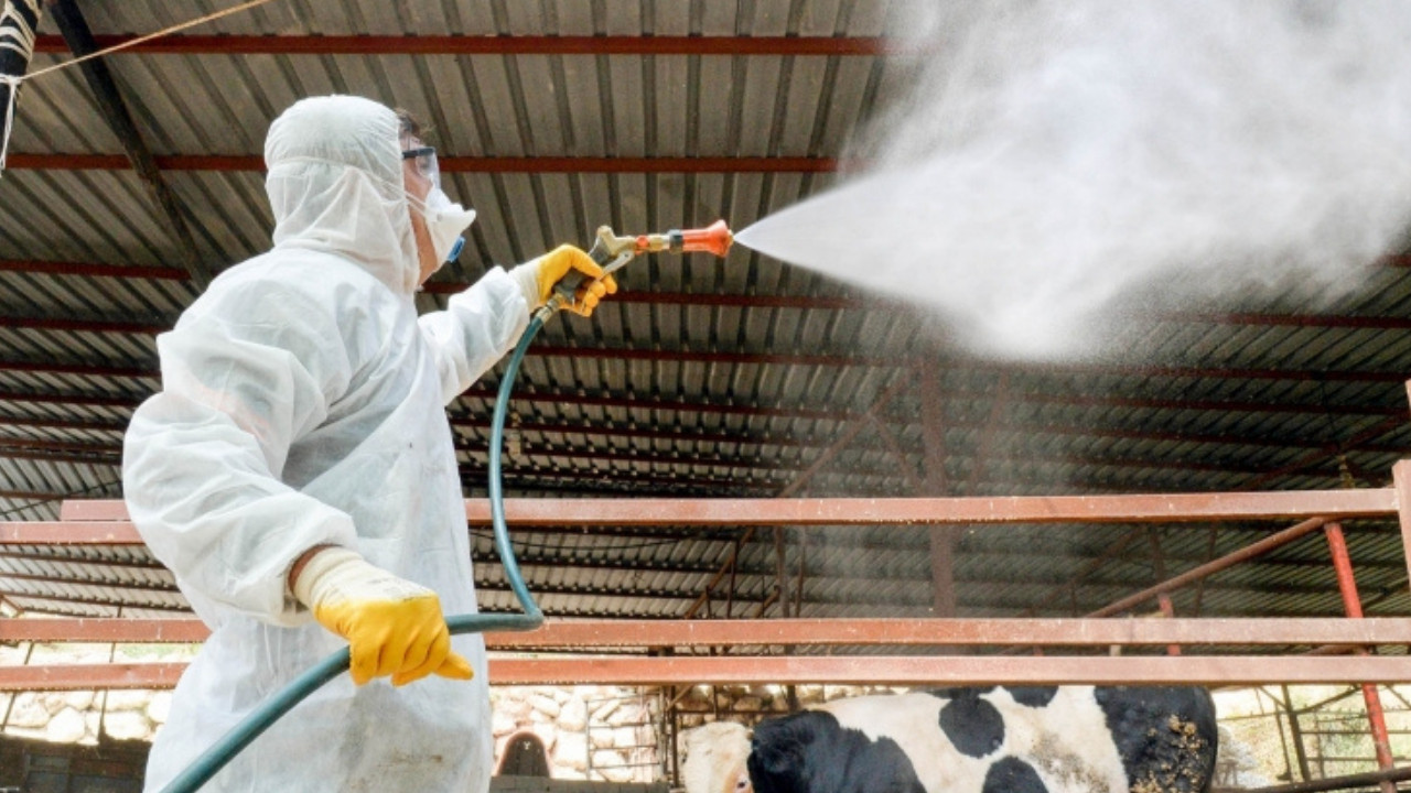 Etimesgut’ta sinekler azaldı hayvanlar rahatladı!