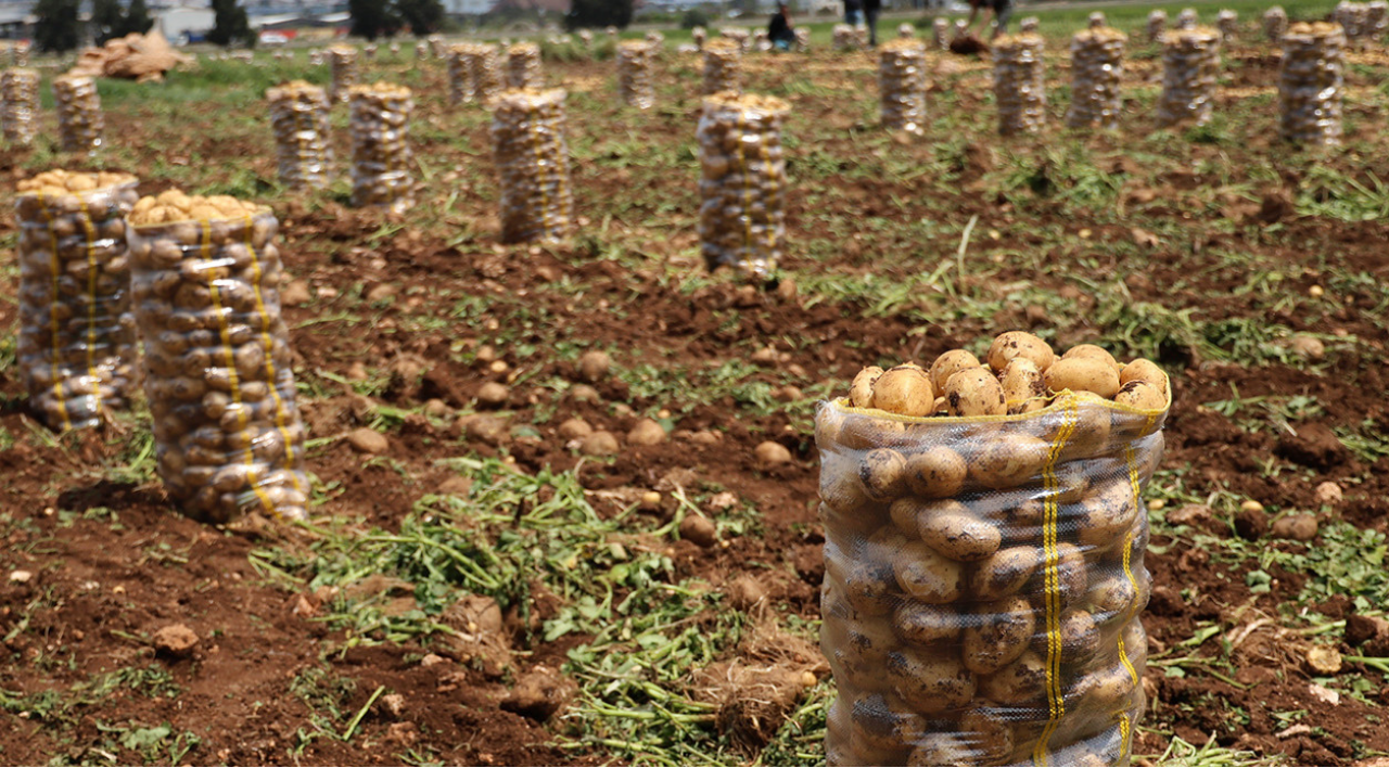 Yozgat'tan Ankara'ya yansıyan tartışma: Çiftçinin patates krizi