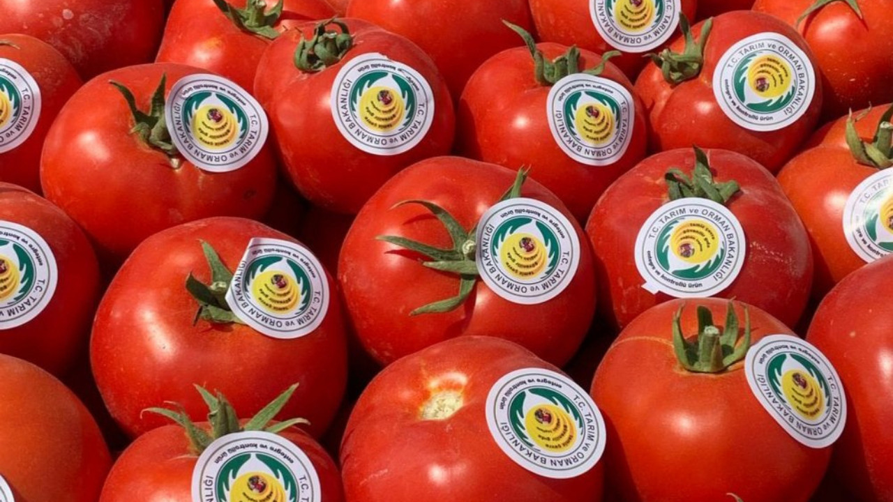Ayaş’ta domates hasadı hızlandı! Çiftçilere sertifika desteği
