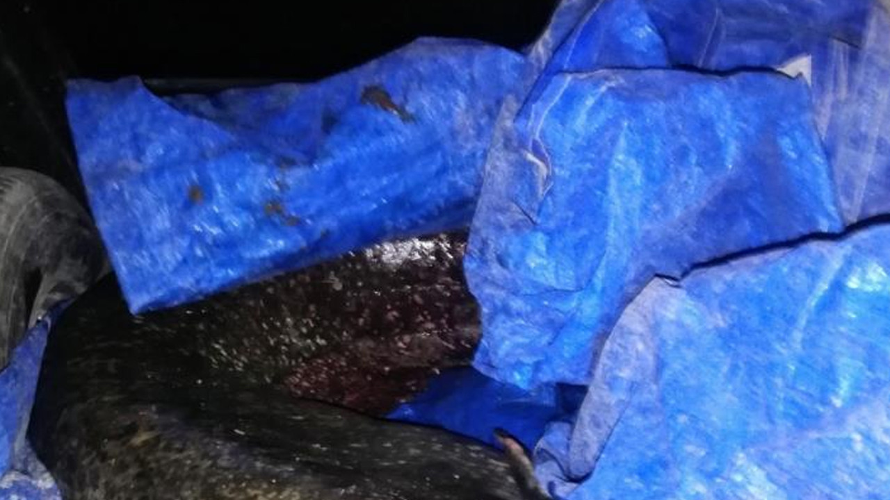 Polatlı’da esrarengiz görüntü! Timsah sanılan balık gündem oldu