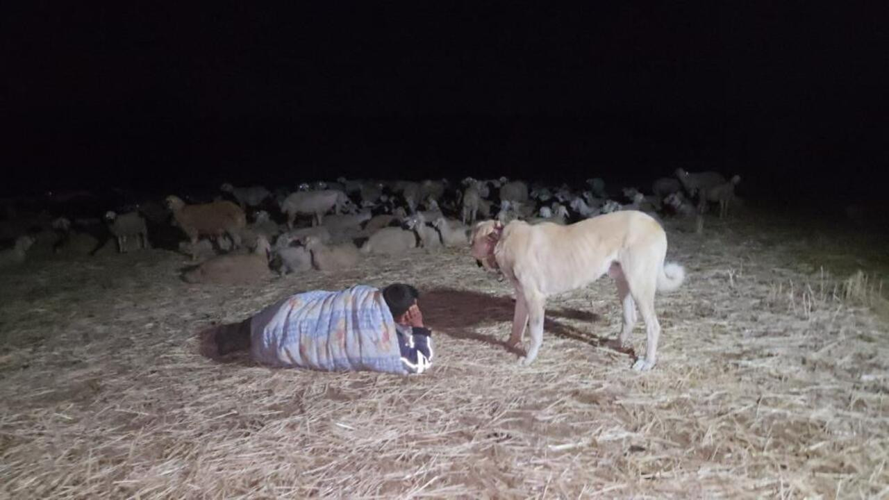 Sorgun’da çobanlardan kavurucu sıcaklara karşı pratik çözüm