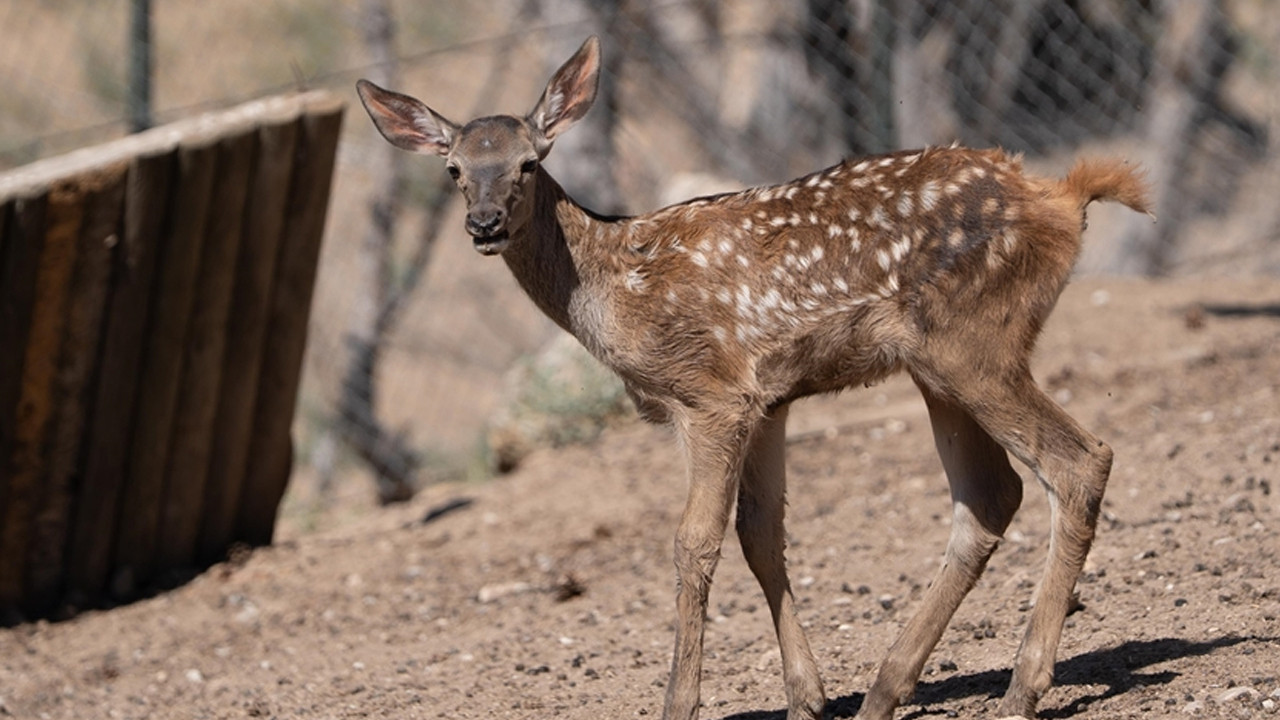 Altındağ Belediyesi duyurdu! Minik geyik ‘Benek’ ziyaretçilerini bekliyor