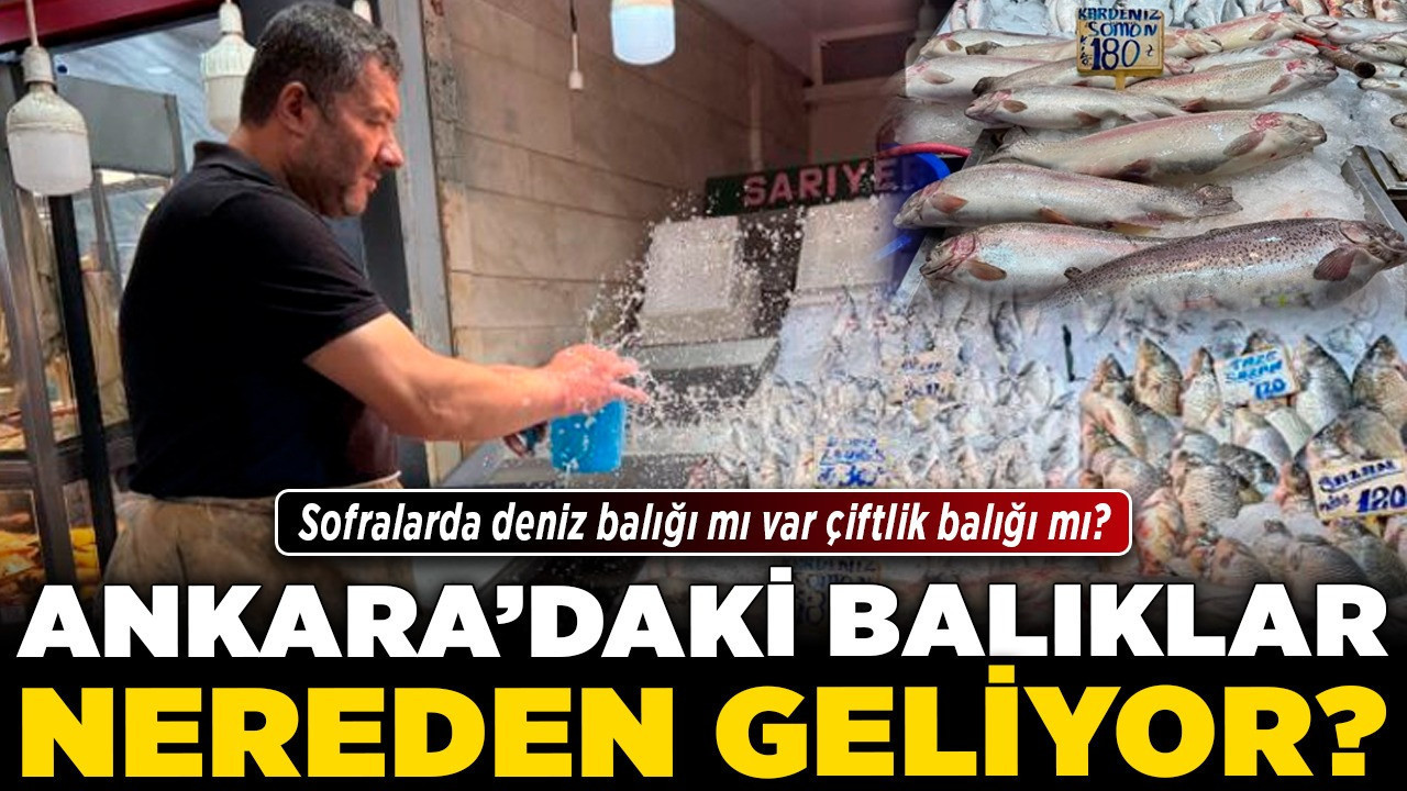 Ankara’daki balıklar nereden geliyor? Sofralarda deniz balığı mı var çiftlik balığı mı?