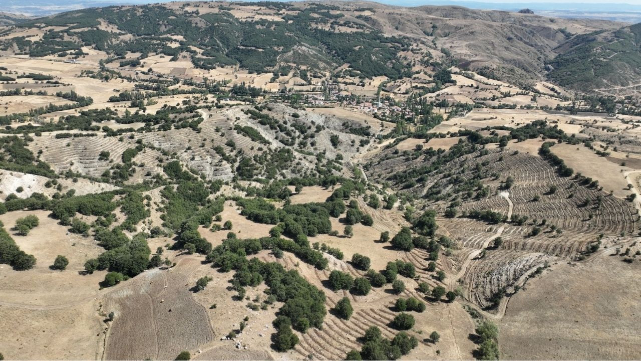 Çekerek Nehri Havzası'nda doğa yenileniyor: Bin 573 hektar alan fidanlarla buluşacak