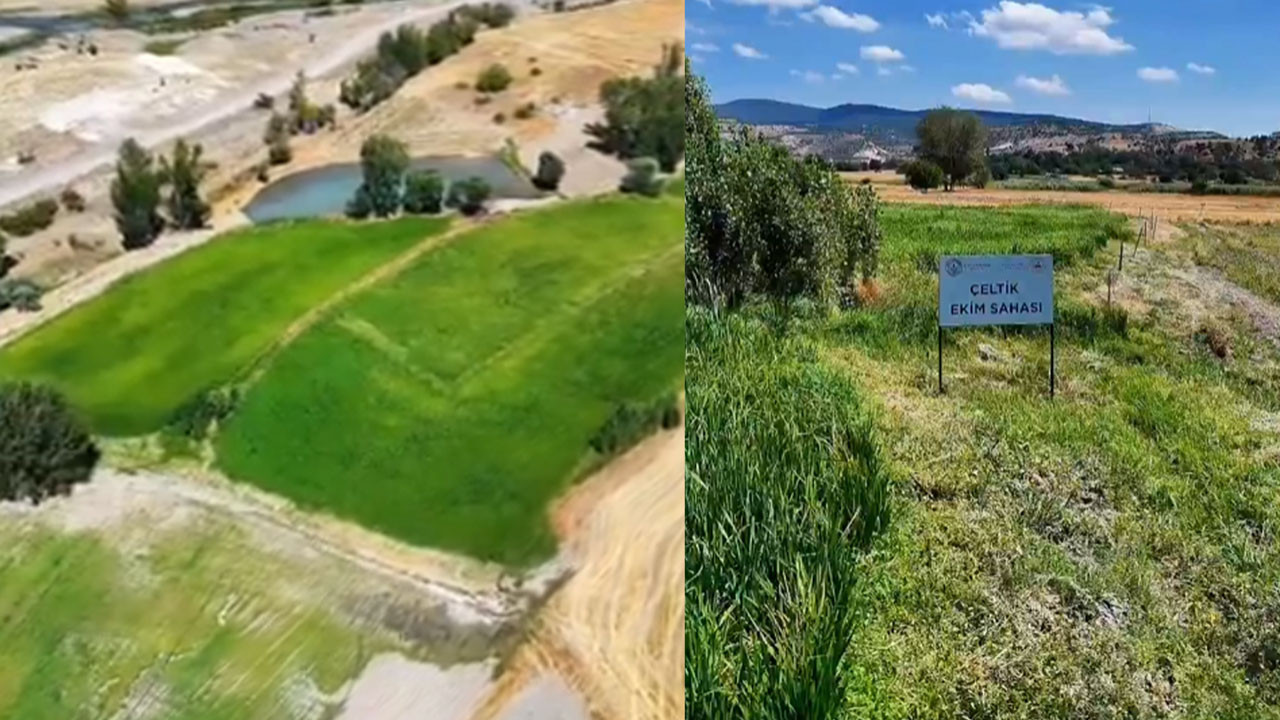 Kızılcahamam’da 40 yıl sonra “Çeltikçi Pirinci” yeniden hayat buldu
