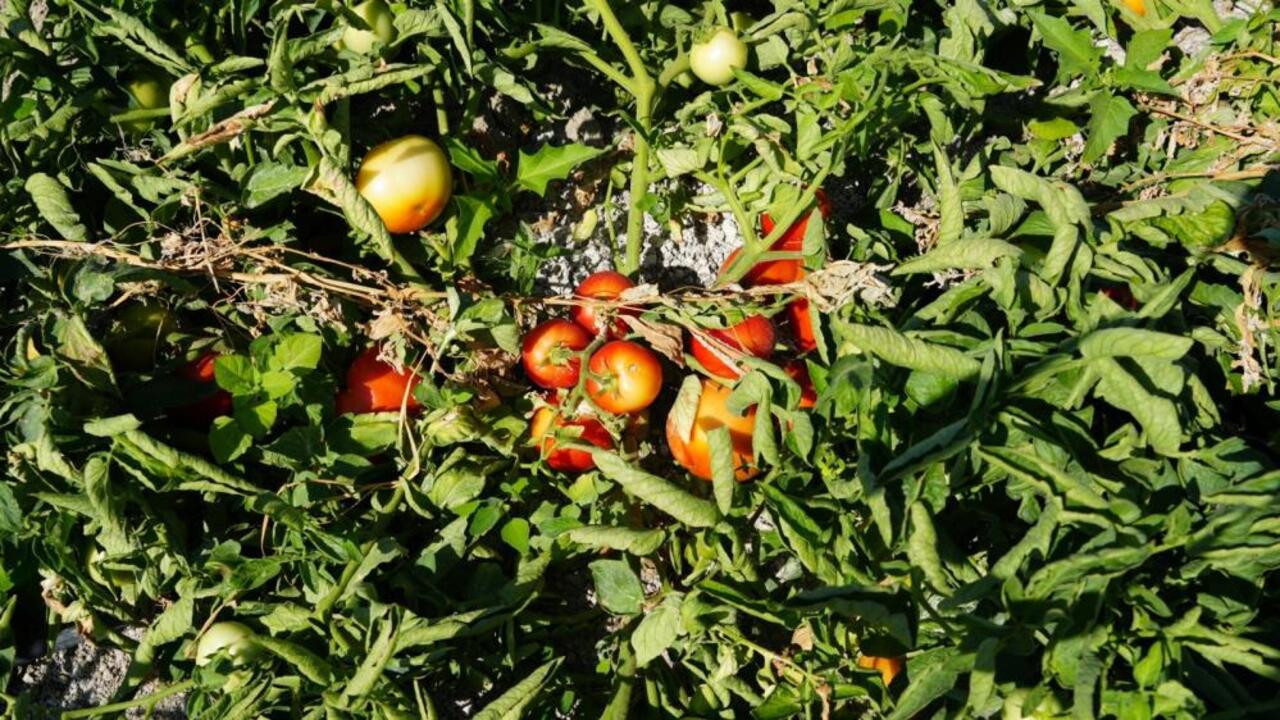 Ayaş domatesinin hasat inadı sürüyor: Sofralarda yerel şölen