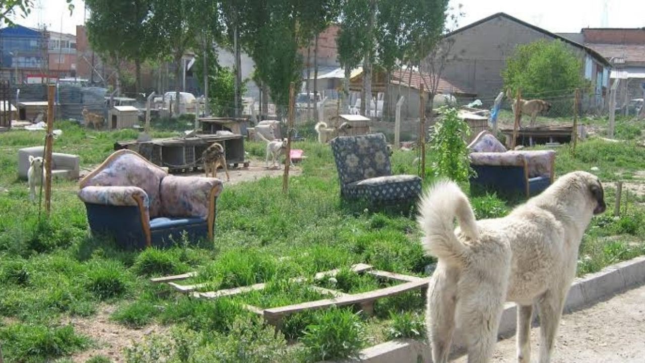 Ankara’daki sokak hayvanları barınakları nerede? Barınaklara nasıl gidilir?