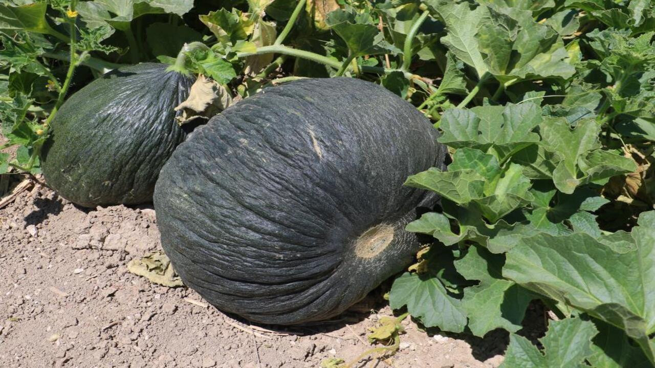 Kahramankazan’ın özlenen o meşhur coğrafi işaretli lezzeti sofralara geri dönüyor