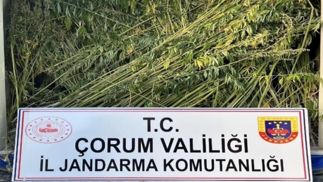 Çorum'da jandarmadan geniş çapta uyuşturucu operasyonu