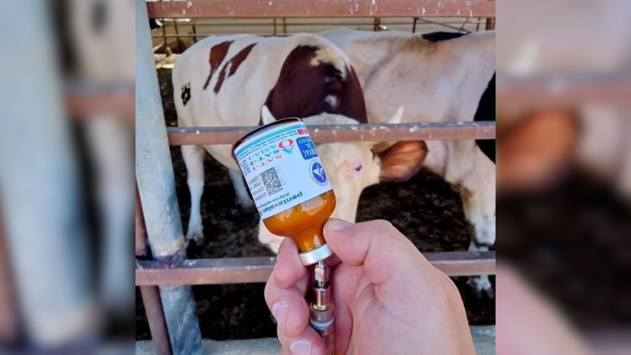 Yozgat’ta şap aşısıyla başarı sağlandı: Hayvan pazarları yeniden açıldı