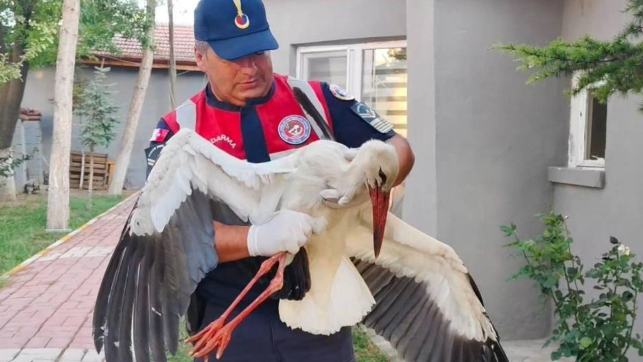 Yozgat’ta yaralı leylek jandarma tarafından koruma altına alındı