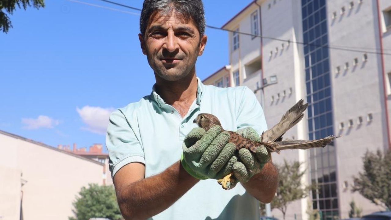 Sivas'ta yavru şahin güvenli ellerde